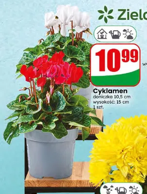 Cyklamen promocja w Dino