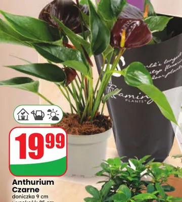 Anthurium czarne promocja w Dino
