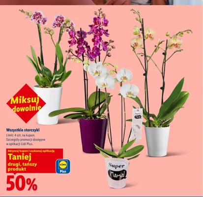 Storczyk promocja w Lidl