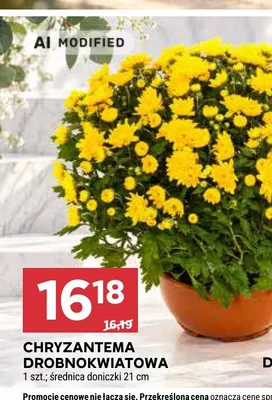 Chryzantema drobnokwiatowa średnica doniczki 21 cm promocja w Stokrotka