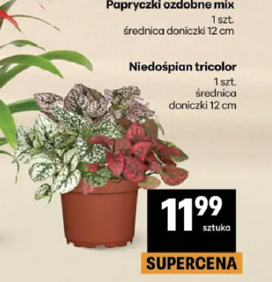 Niedośpian tricolor promocja w Delikatesy Centrum