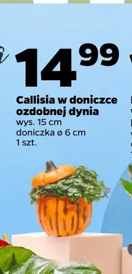 Callisia w doniczce ozdobnej dynia promocja w Netto