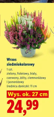 Wrzos siedmiokolorowy promocja w Lidl
