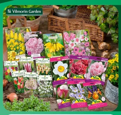 Cebulki jesienne w kapersach Vita Vilmorin Garden promocja w Carrefour