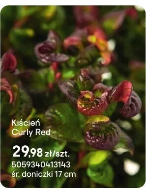 Kiścień Curly Red promocja w Castorama