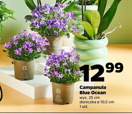 Campanula Blue Ocean promocja w Netto