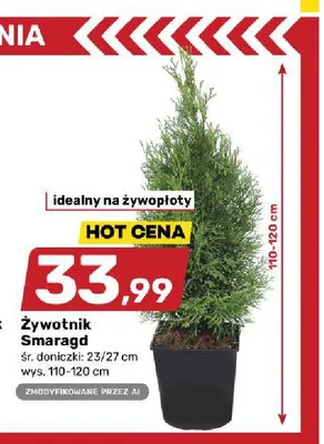 Żywotnik Smaragd promocja w Bricomarche