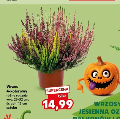 Wrzos 4-kolorowy wys. 28-32 cm śr. don. 13 promocja w Kaufland
