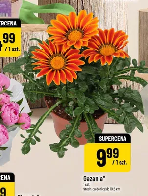 Gazania promocja w POLOmarket