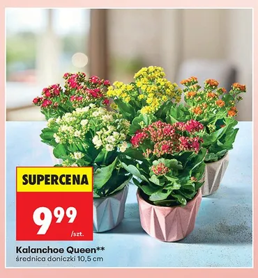 Kalanchoe Queen średnica doniczki 10,5cm promocja w Biedronka