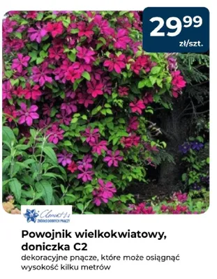 Powojnik wielkokwiatowy, doniczka C2 promocja w PSB Mrówka