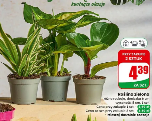 Gazetka 06 / 2026, strona 59 promocja w Dino