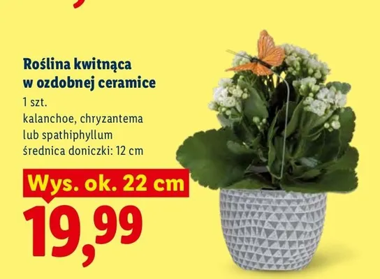 Roślina kwitnąca w ozdobnej ceramice Kalanchoe promocja w Lidl