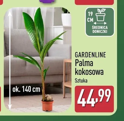 Palma kokosowa Gardenline promocja w Aldi