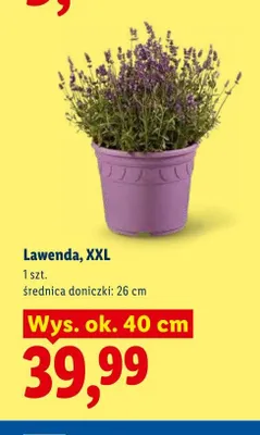 Lawenda XXL promocja w Lidl