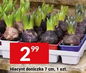 Hiacynt doniczka 7 cm promocja w Twój Market