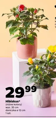 Hibiskus różne kolory promocja w Netto