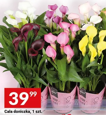 Cala doniczkowa promocja w Twój Market