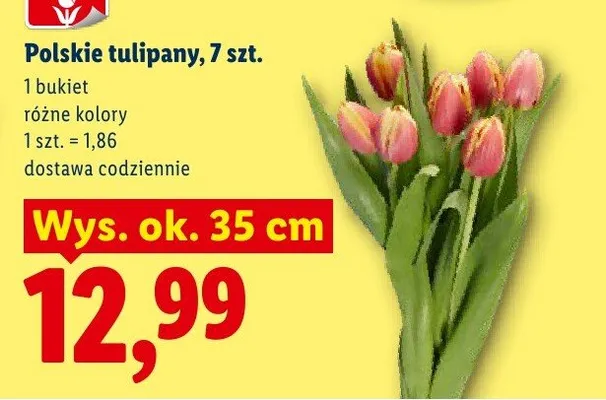 Polskie tulipany bukiet 7szt. promocja w Lidl