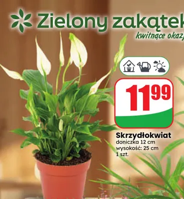 Skrzydłokwiat promocja w Dino