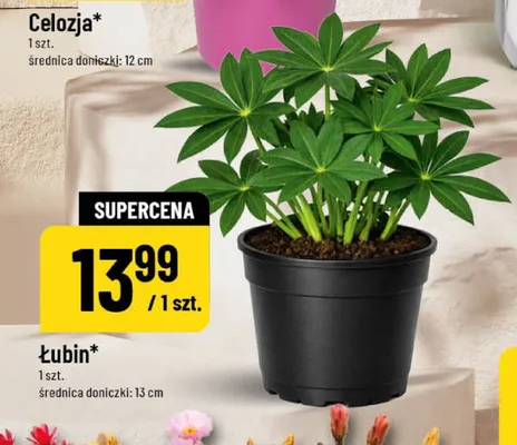 Łubin promocja w POLOmarket