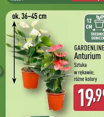 Anturium Gardenline promocja w Aldi