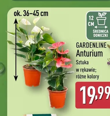 Anturium Gardenline promocja w Aldi