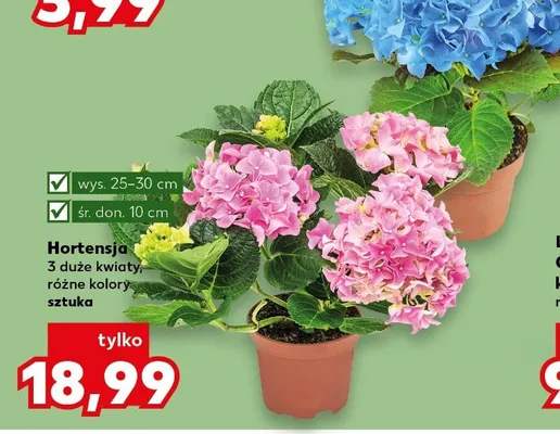 Hortensja 3 duże kwiaty, różne kolory promocja w Kaufland