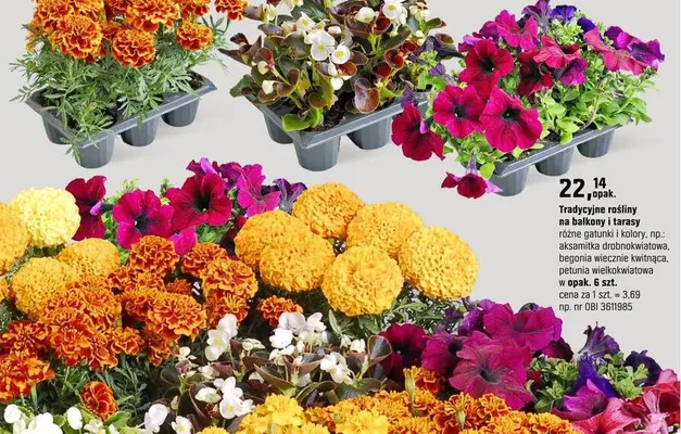 Tradycyjne rośliny na balkony i tarasy różne gatunki i kolory, np.: aksamitka drobnolistowa, begonia wiecznie kwitnąca, petunia wielkokwiatowa w opak. 6 szt. promocja w OBI
