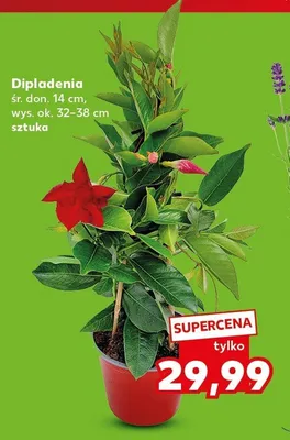 Dipladenia śr. don. 14cm wys. ok. 32-38cm promocja w Kaufland