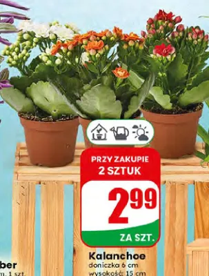 Kalanchoe promocja w Dino