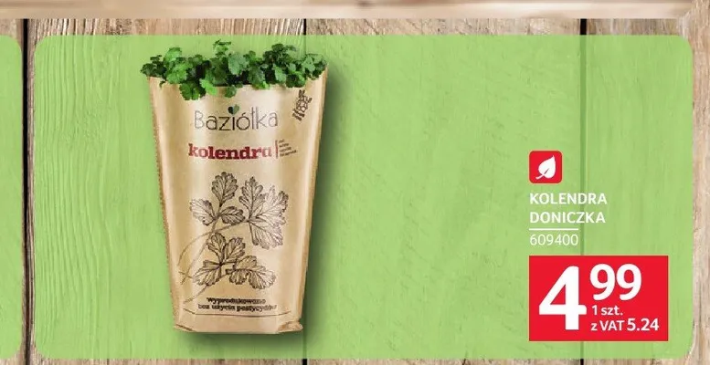 Kolendra doniczka promocja w Selgros