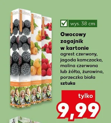 Owocowy zagajnik w kartonie malina czerwona promocja w Kaufland