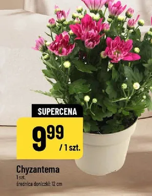 Chyzantema promocja w POLOmarket
