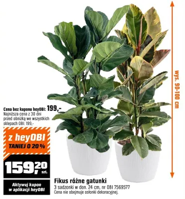 Fikus różne gatunki 3 sadzonki w don. 24 cm promocja w OBI