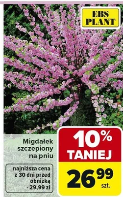 Migdałek szczepiony na pniu promocja w Carrefour