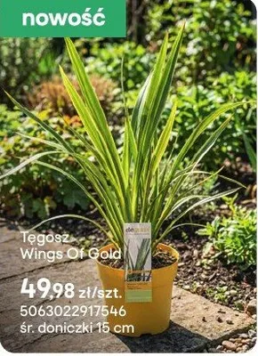 Tegosz Wings Of Gold promocja w Castorama