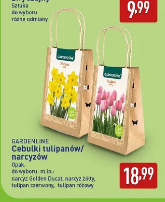 Cebulki narcyz żółty Gardenline promocja w Aldi