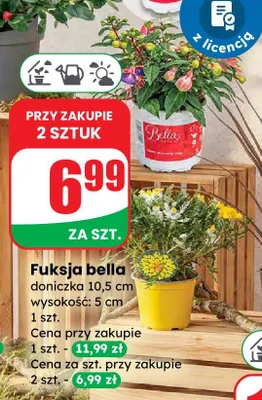 Fuksja bella doniczka 10,5 cm wysokość: 5 cm promocja w Dino