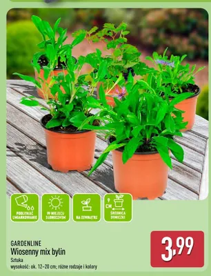 Wiosenny mix bylin promocja w Aldi