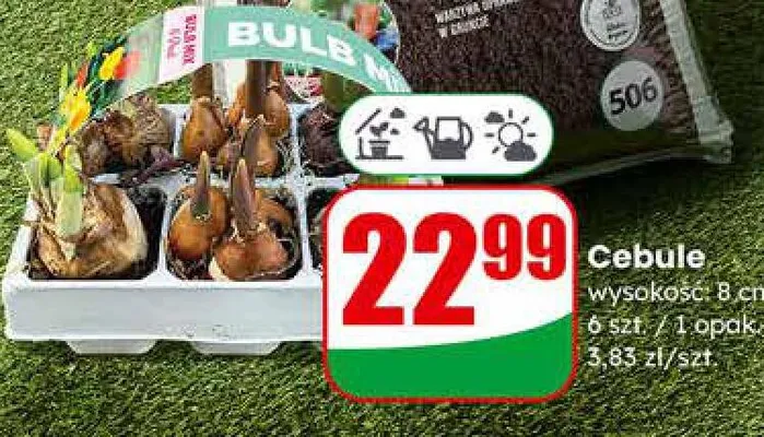 Cebule dalii promocja w Dino