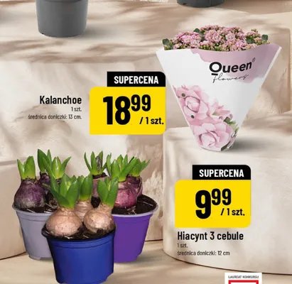 Hiacynt 3 cebule promocja w POLOmarket