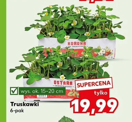 Truskawki 6-pak promocja w Kaufland