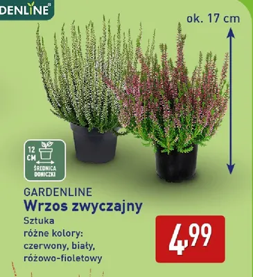 Wrzos zwyczajny Gardenline promocja w Aldi