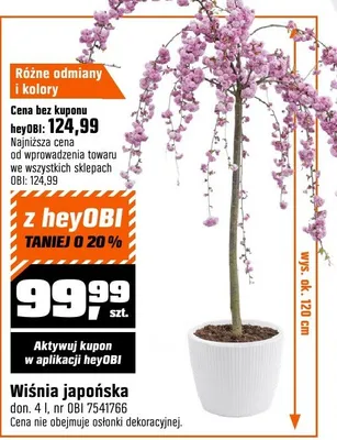 Wiśnia japońska doń. 4 l promocja w OBI