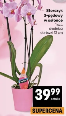 Storczyk 3-pędowy w osłonce promocja w Delikatesy Centrum