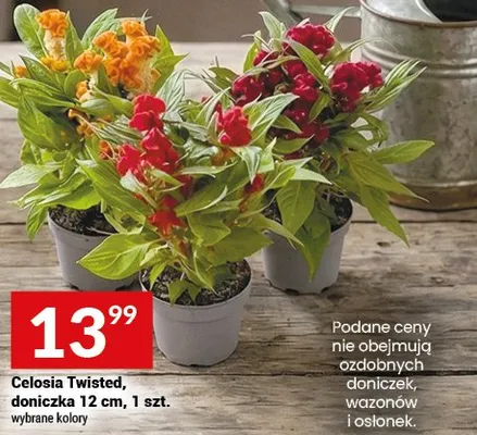 Celosia twisted doniczka 12 cm promocja w Twój Market