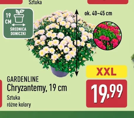 Chryzantemy 19 cm Gardenline promocja w Aldi