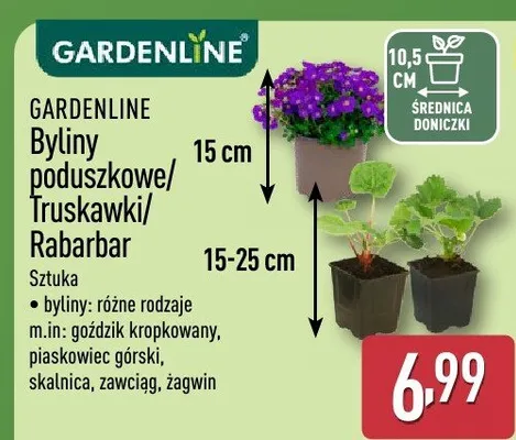 Rabarbar promocja w Aldi