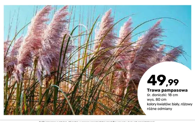 Trawa pampasowa promocja w Bricomarche